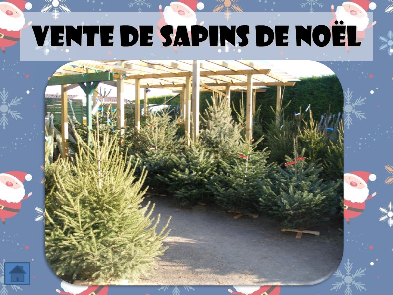 Vente de sapins de Noël